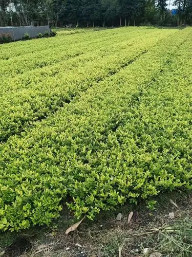 乒乓球台边缘掉漆怎么办